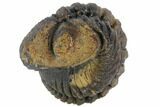 Bumpy Enrolled Morocops (Phacops) Trilobite #86412-2